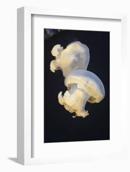 Jellyfish (Mastigias Papua Etpisonii), Jellyfish Lake, Micronesia, Palau-Reinhard Dirscherl-Framed Photographic Print