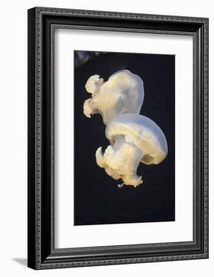 Jellyfish (Mastigias Papua Etpisonii), Jellyfish Lake, Micronesia, Palau-Reinhard Dirscherl-Framed Photographic Print