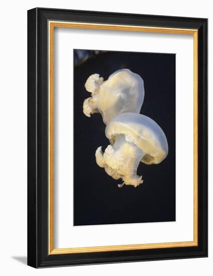 Jellyfish (Mastigias Papua Etpisonii), Jellyfish Lake, Micronesia, Palau-Reinhard Dirscherl-Framed Photographic Print