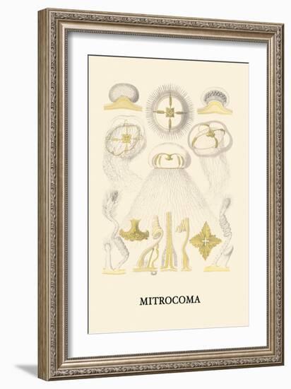 Jellyfish: Mitrocoma-Ernst Haeckel-Framed Art Print