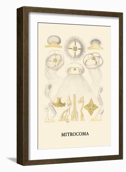 Jellyfish: Mitrocoma-Ernst Haeckel-Framed Art Print