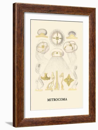 Jellyfish: Mitrocoma-Ernst Haeckel-Framed Art Print