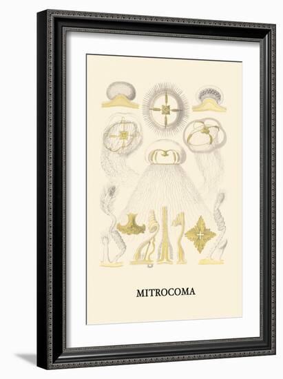 Jellyfish: Mitrocoma-Ernst Haeckel-Framed Art Print