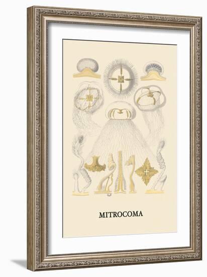 Jellyfish: Mitrocoma-Ernst Haeckel-Framed Art Print