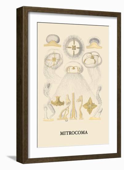 Jellyfish: Mitrocoma-Ernst Haeckel-Framed Art Print