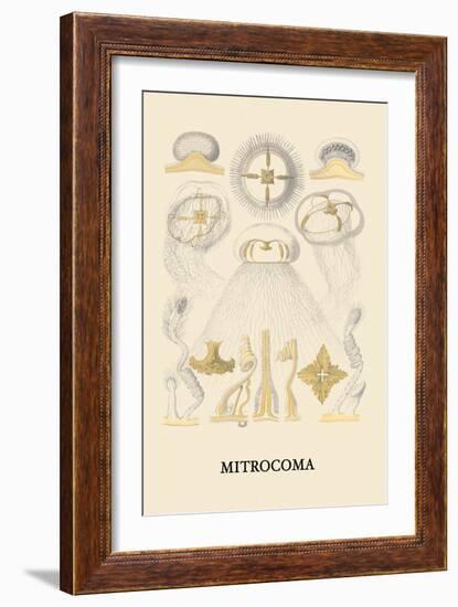 Jellyfish: Mitrocoma-Ernst Haeckel-Framed Art Print