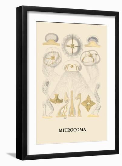 Jellyfish: Mitrocoma-Ernst Haeckel-Framed Art Print