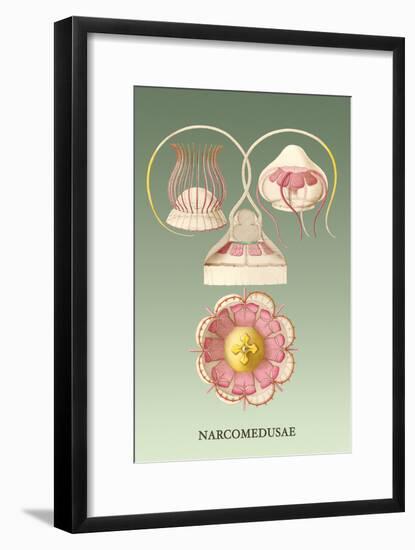 Jellyfish: Narcomedusae-Ernst Haeckel-Framed Art Print