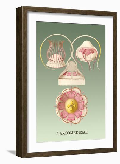 Jellyfish: Narcomedusae-Ernst Haeckel-Framed Art Print