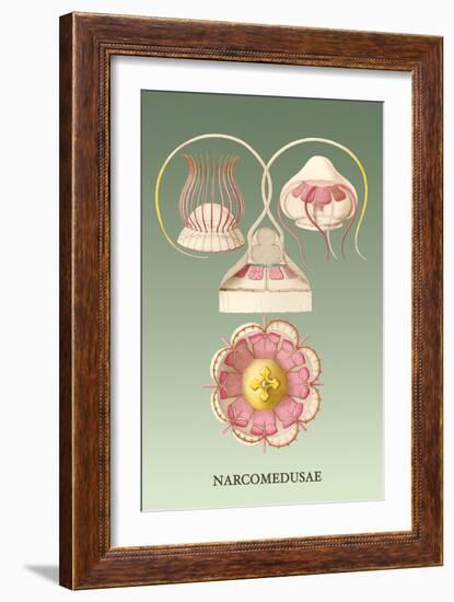 Jellyfish: Narcomedusae-Ernst Haeckel-Framed Art Print