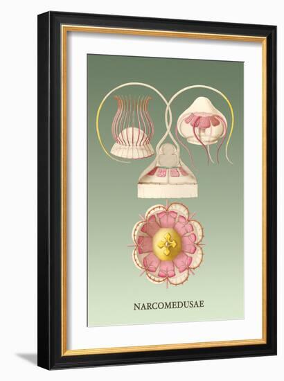 Jellyfish: Narcomedusae-Ernst Haeckel-Framed Art Print