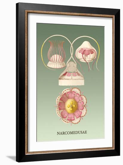 Jellyfish: Narcomedusae-Ernst Haeckel-Framed Art Print