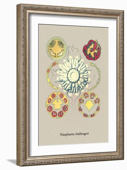 Jellyfish: Nauphanta Challengeri-Ernst Haeckel-Framed Art Print