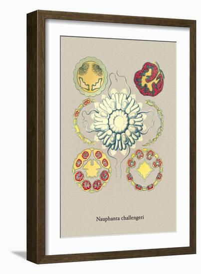 Jellyfish: Nauphanta Challengeri-Ernst Haeckel-Framed Art Print