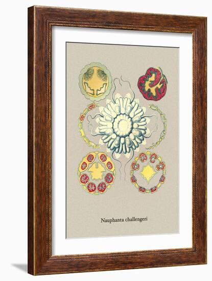 Jellyfish: Nauphanta Challengeri-Ernst Haeckel-Framed Art Print