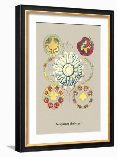 Jellyfish: Nauphanta Challengeri-Ernst Haeckel-Framed Art Print