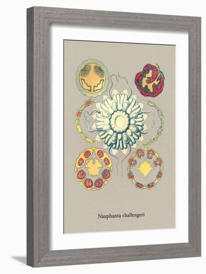 Jellyfish: Nauphanta Challengeri-Ernst Haeckel-Framed Art Print