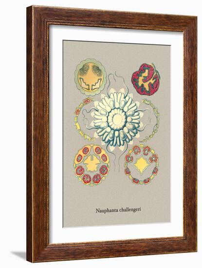 Jellyfish: Nauphanta Challengeri-Ernst Haeckel-Framed Art Print