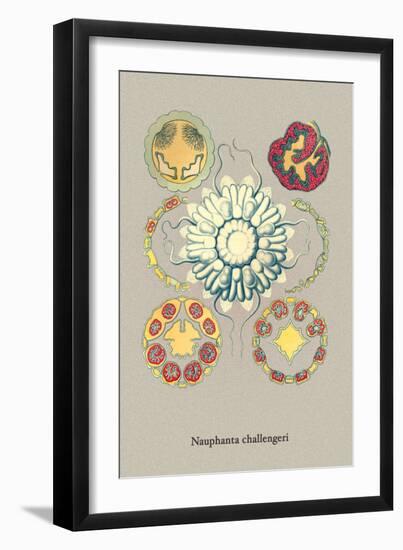 Jellyfish: Nauphanta Challengeri-Ernst Haeckel-Framed Art Print