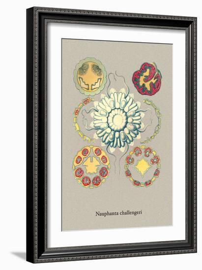 Jellyfish: Nauphanta Challengeri-Ernst Haeckel-Framed Art Print