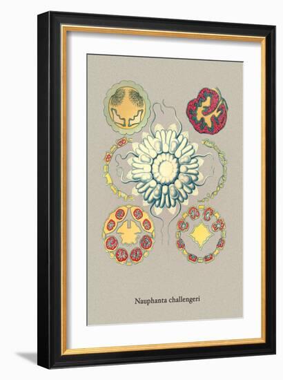 Jellyfish: Nauphanta Challengeri-Ernst Haeckel-Framed Art Print