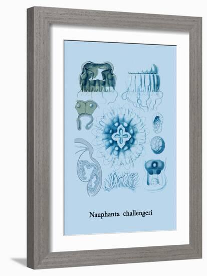 Jellyfish: Nauphanta Challengeri-Ernst Haeckel-Framed Art Print