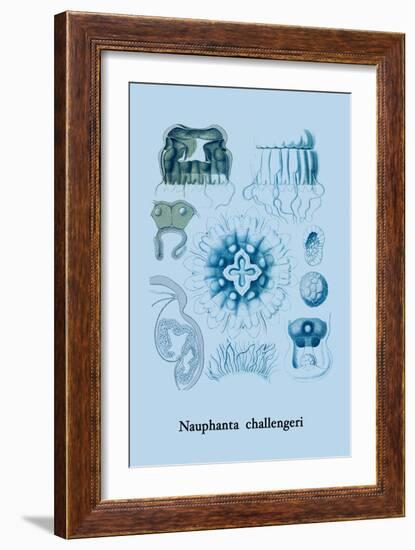 Jellyfish: Nauphanta Challengeri-Ernst Haeckel-Framed Art Print