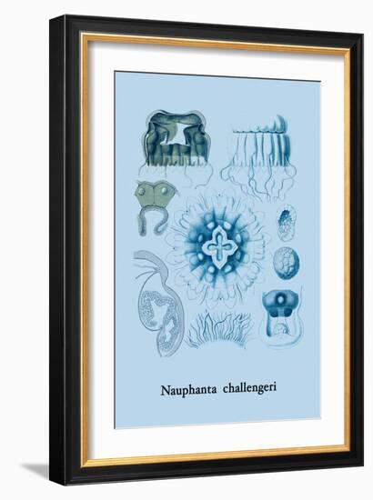 Jellyfish: Nauphanta Challengeri-Ernst Haeckel-Framed Art Print