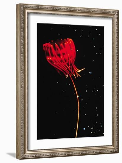 Jellyfish of Cape Hatteras-M. Youngbluth-Framed Art Print