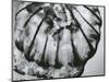 Jellyfish, Oregon, 1967-Brett Weston-Mounted Photographic Print