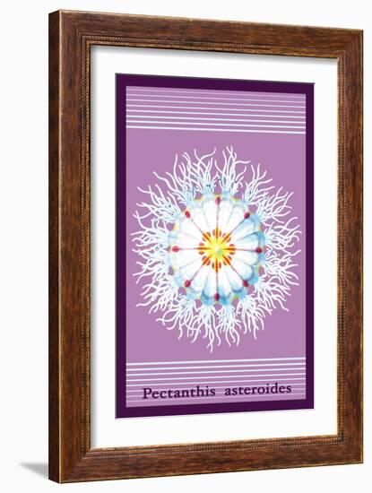 Jellyfish: Pectanthis Asteroides-Ernst Haeckel-Framed Art Print