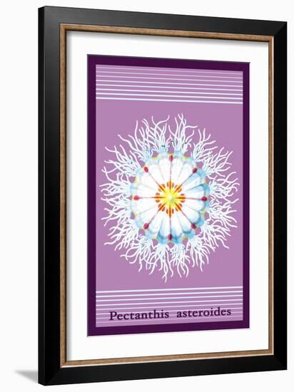 Jellyfish: Pectanthis Asteroides-Ernst Haeckel-Framed Art Print