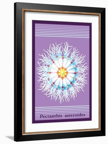 Jellyfish: Pectanthis Asteroides-Ernst Haeckel-Framed Art Print