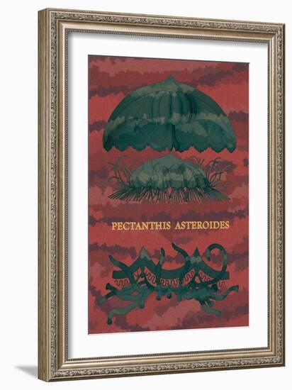 Jellyfish: Pectanthis Asteroides-Ernst Haeckel-Framed Art Print
