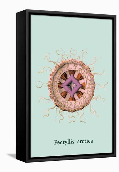 Jellyfish: Pectyllis Arctica-Ernst Haeckel-Framed Stretched Canvas