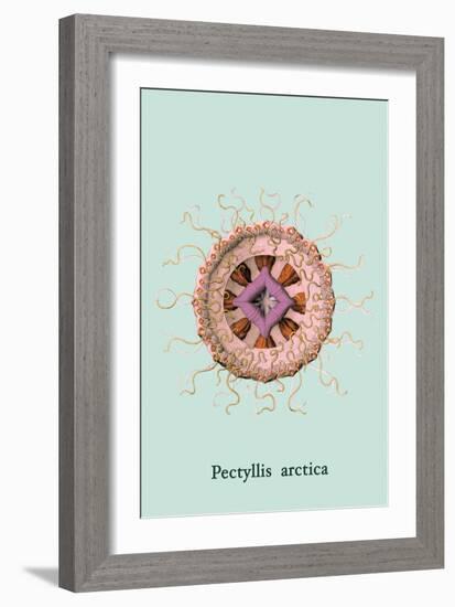 Jellyfish: Pectyllis Arctica-Ernst Haeckel-Framed Art Print