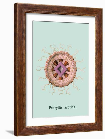 Jellyfish: Pectyllis Arctica-Ernst Haeckel-Framed Art Print