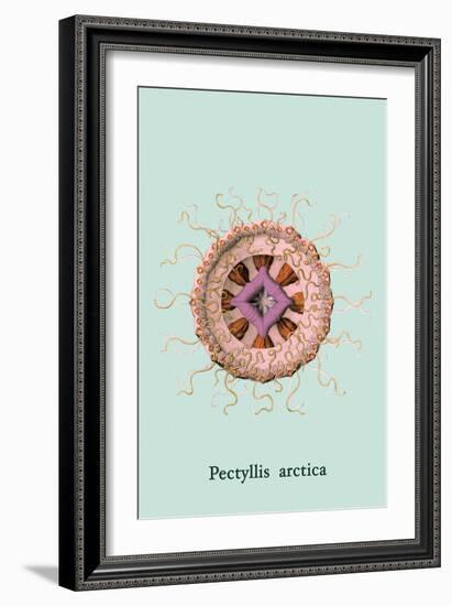 Jellyfish: Pectyllis Arctica-Ernst Haeckel-Framed Art Print