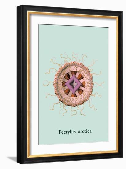 Jellyfish: Pectyllis Arctica-Ernst Haeckel-Framed Art Print