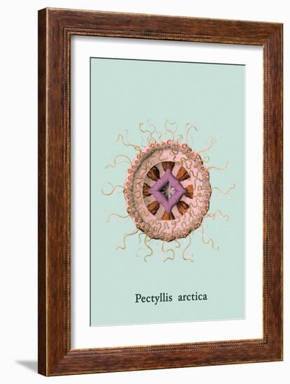 Jellyfish: Pectyllis Arctica-Ernst Haeckel-Framed Art Print