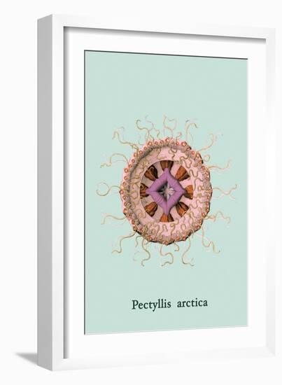 Jellyfish: Pectyllis Arctica-Ernst Haeckel-Framed Art Print