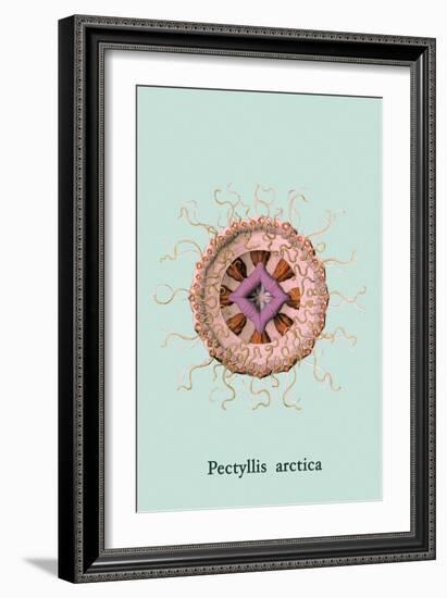 Jellyfish: Pectyllis Arctica-Ernst Haeckel-Framed Art Print