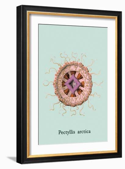 Jellyfish: Pectyllis Arctica-Ernst Haeckel-Framed Art Print