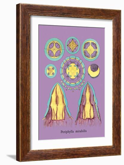 Jellyfish: Periphylla Mirabilis-Ernst Haeckel-Framed Art Print