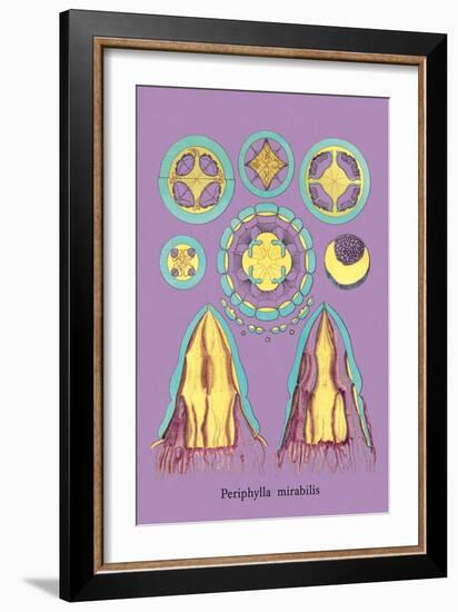 Jellyfish: Periphylla Mirabilis-Ernst Haeckel-Framed Art Print