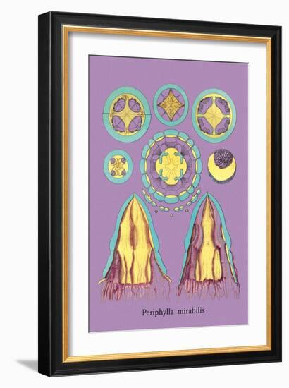 Jellyfish: Periphylla Mirabilis-Ernst Haeckel-Framed Art Print