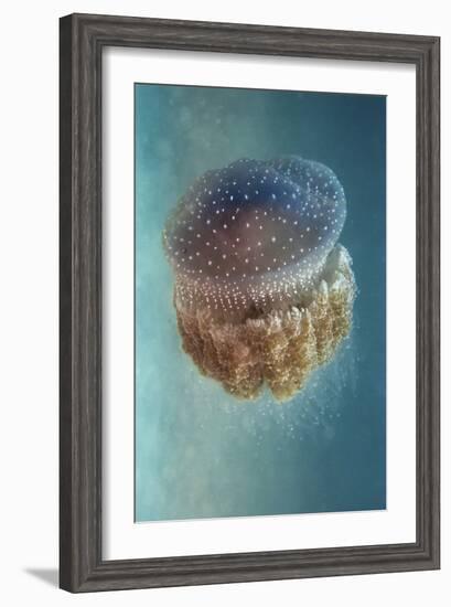 Jellyfish Phylorhiza Punctata-Yaron Halevy-Framed Giclee Print