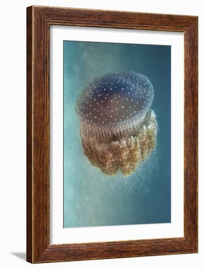 Jellyfish Phylorhiza Punctata-Yaron Halevy-Framed Giclee Print