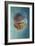 Jellyfish Phylorhiza Punctata-Yaron Halevy-Framed Giclee Print