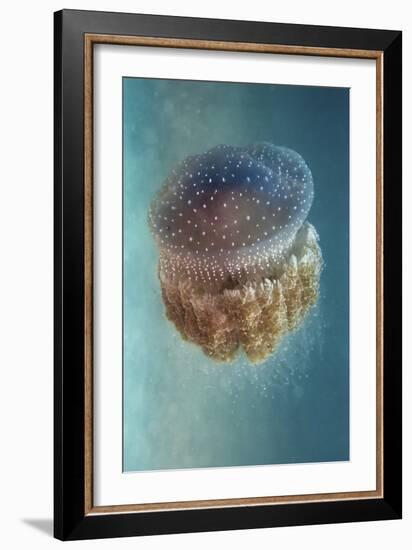 Jellyfish Phylorhiza Punctata-Yaron Halevy-Framed Giclee Print